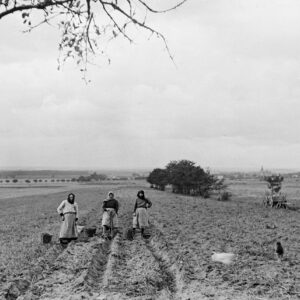 Wykopki kartofli na polu za domem Lepichów. Kolonia Jasiona (niem. Jeschona), lata 30. XX w.